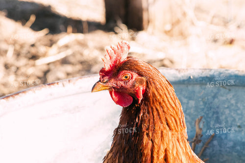 Backyard Chicken 61006
