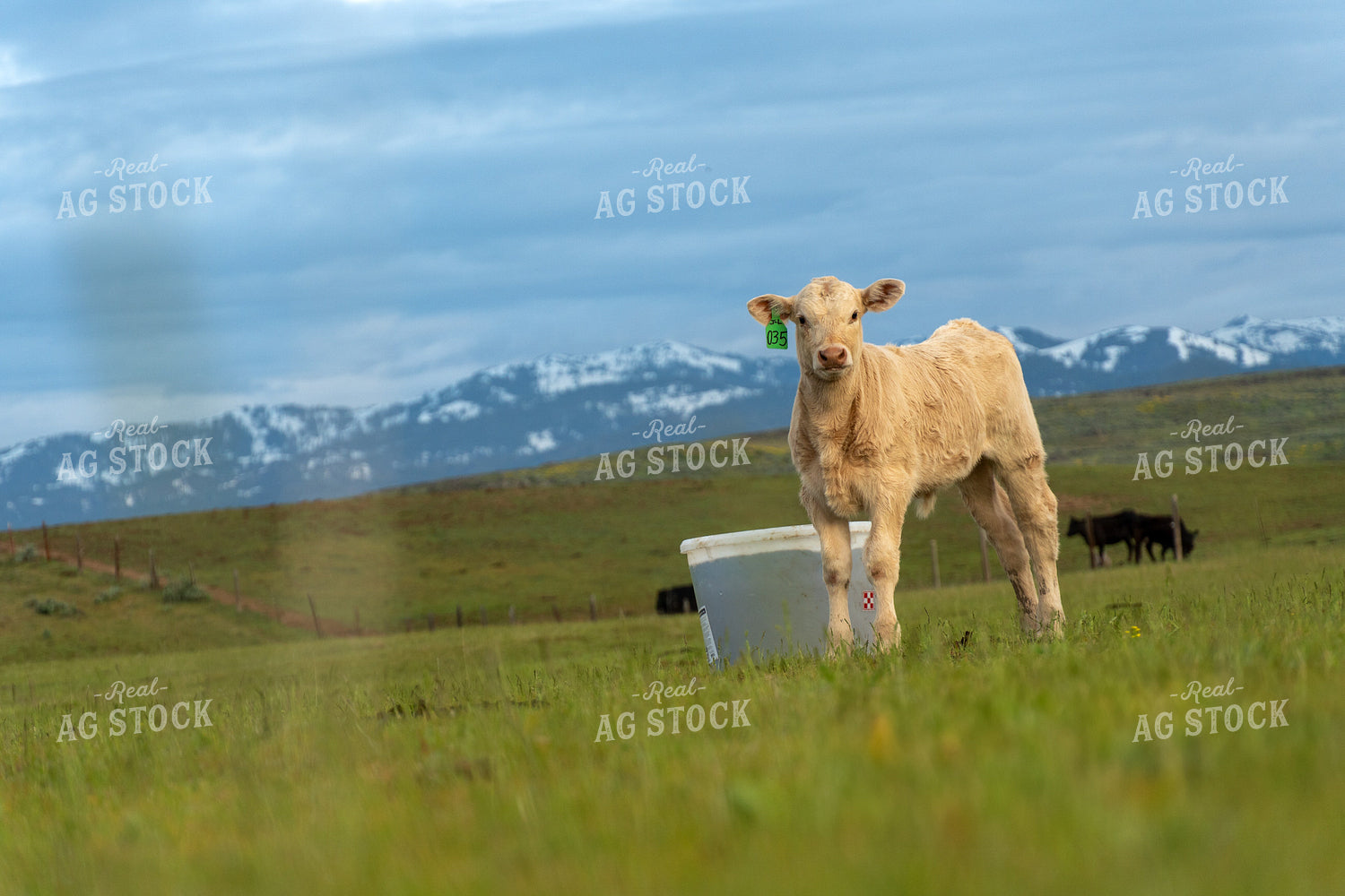 Young Calf Standing in a Verdant Pasture with Mountain Views 65276