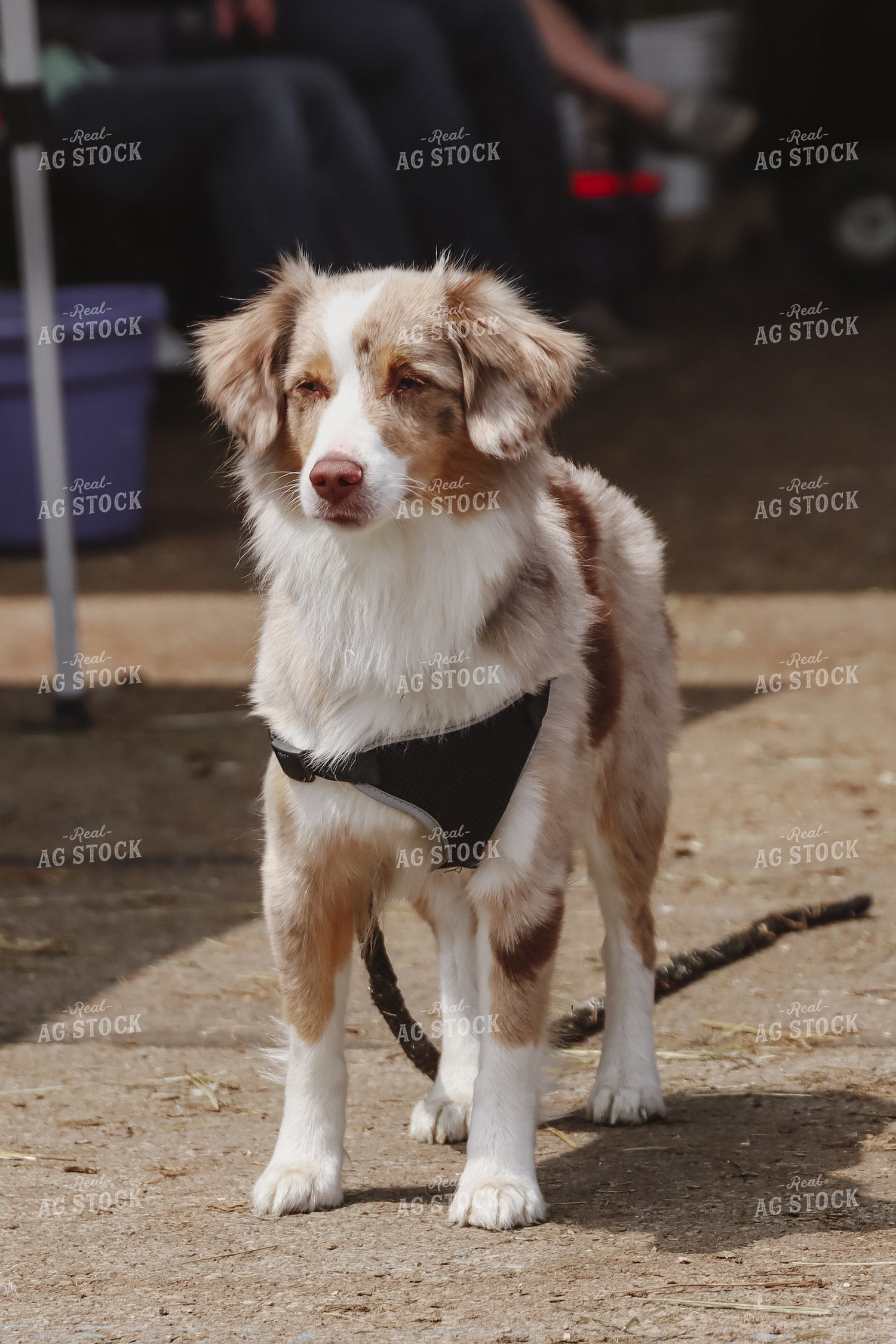 Dog at Fair 52233