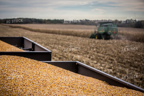 Harvested Corn in Wagons 250078