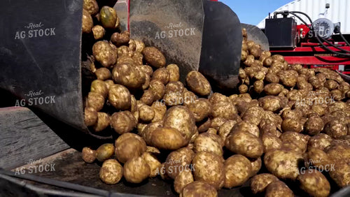 Potato Harvest 146031