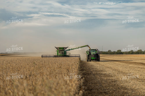 Soybean Harvest 93332