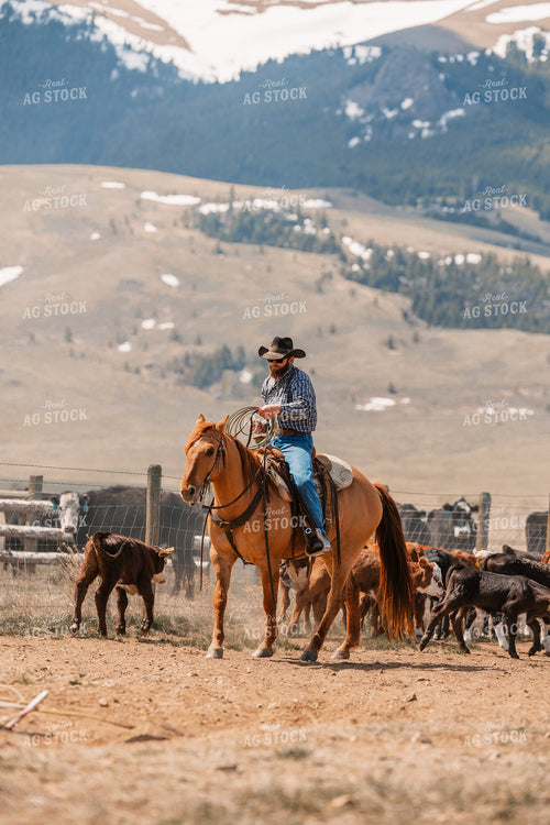 Rancher Working Cattle on Horseback 225001