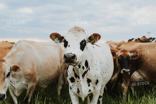 Jersey Cattle in Pasture 68112