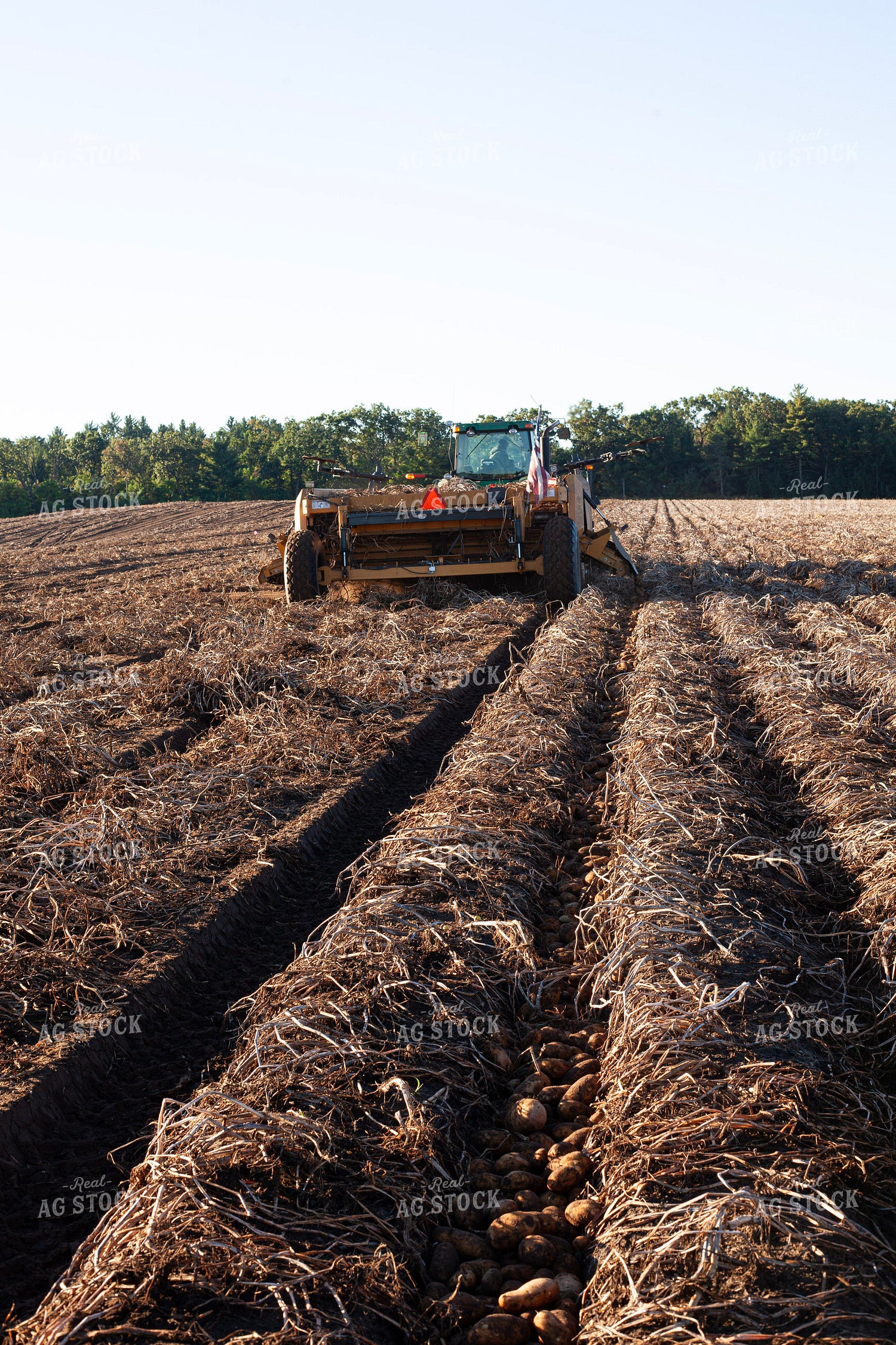 Potato Windrower 132192