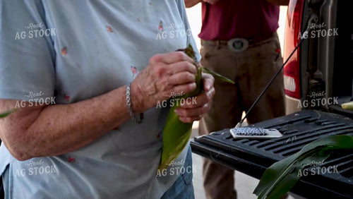 Family Shucking Sweet Corn - 250