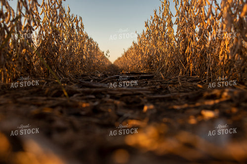 Soybeans - Dry 2459