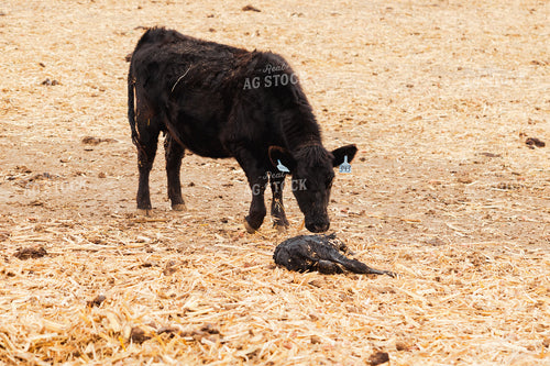Newborn Calf and Cow 114073