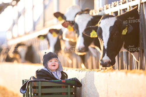 Dairy Cows with Farm Kid 55055