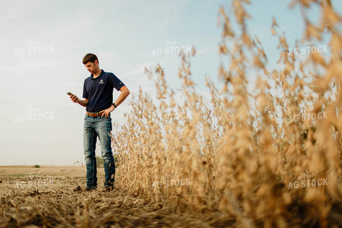 Farmer Using Phone in Soybean Field 8662