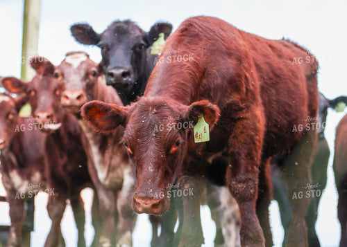 Cattle on Pasture 160212