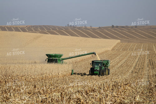 Corn Harvest 82027