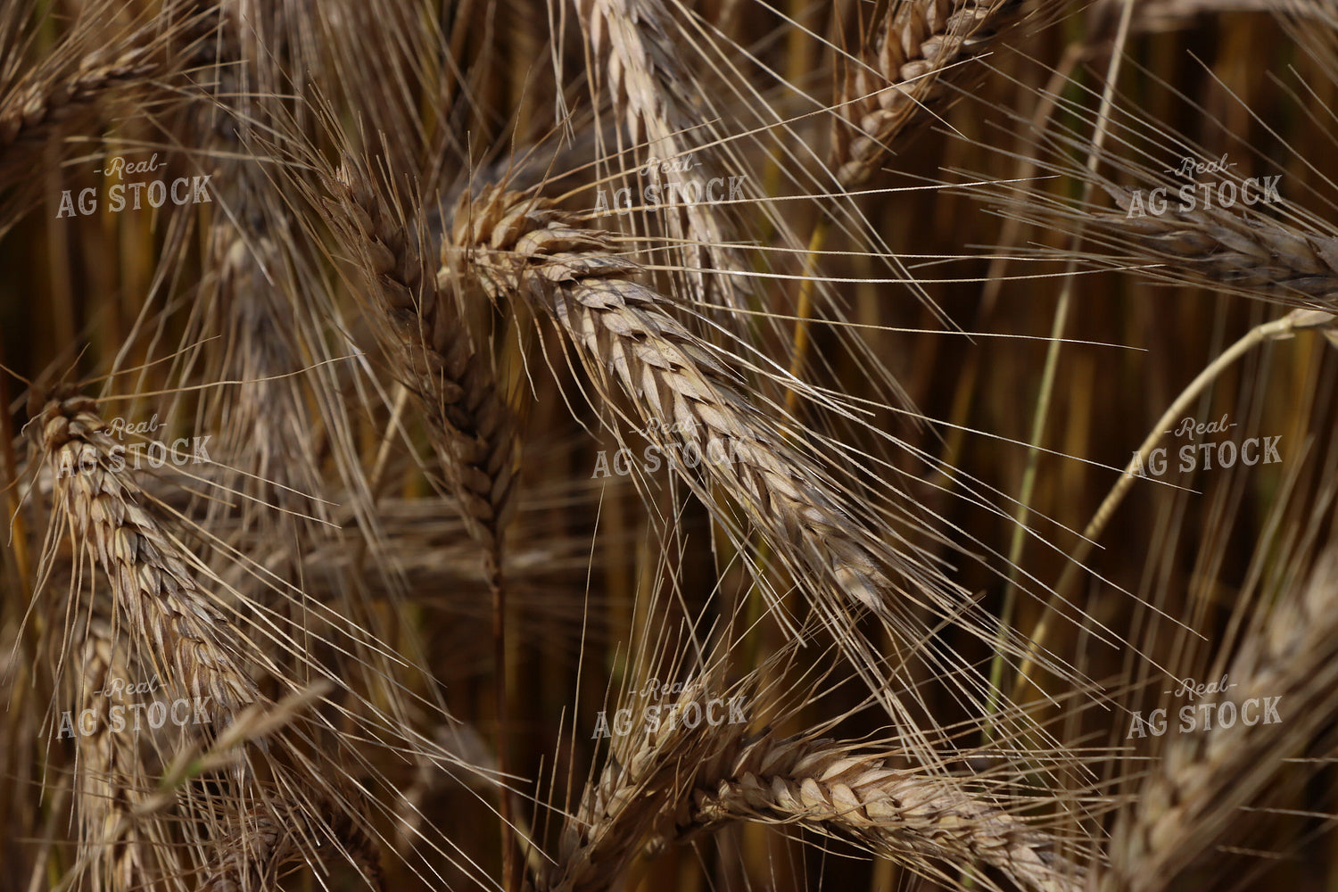 Dried Wheat Field 257006