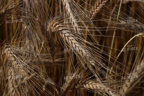 Dried Wheat Field 257006