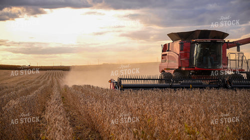 Combine Harvesting Soybeans 25757