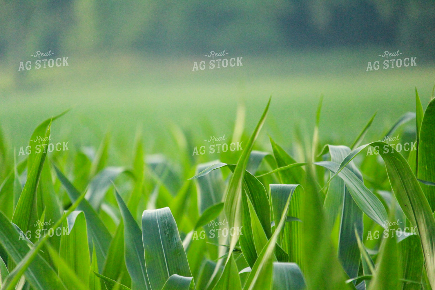 Corn Mid-Season 52022