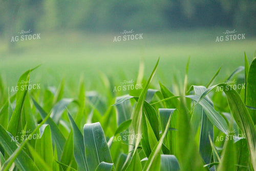Corn Mid-Season 52022