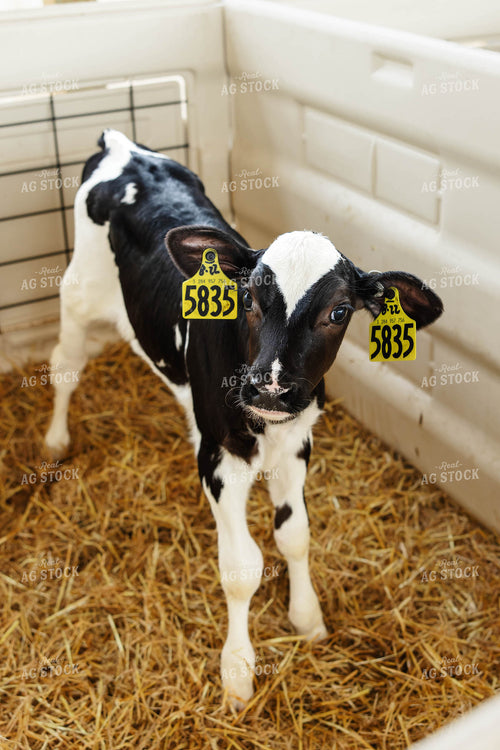 Holstein Calf 152632