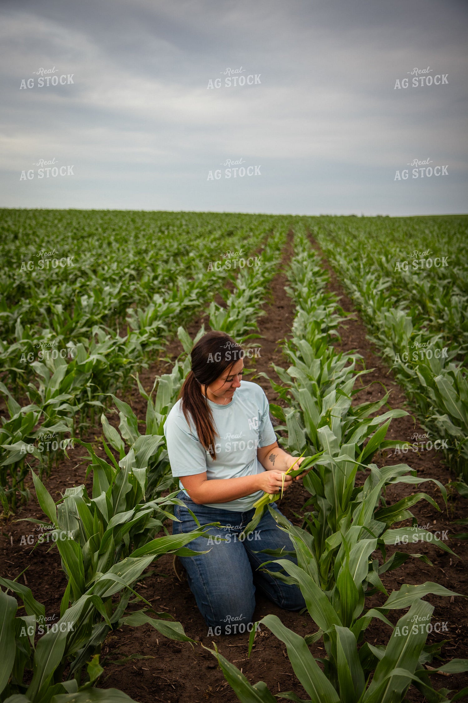 Female Farmer Checking Corn 67781