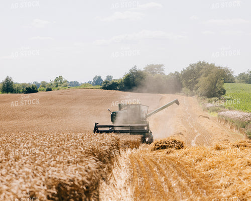Wheat Harvest 178036
