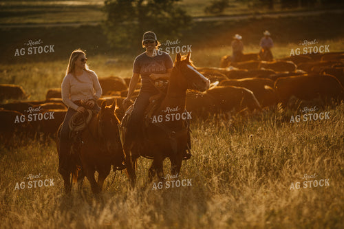 Ranchers and Cattle in Pasture 6414