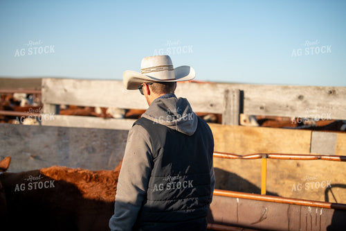 Working Cattle 212020