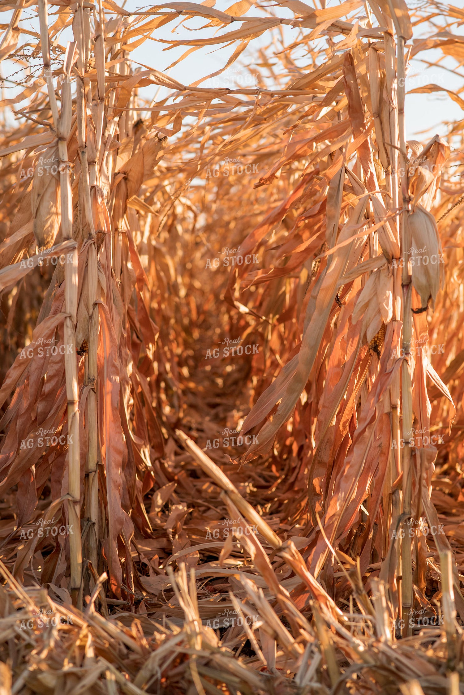 Dried Corn 76715