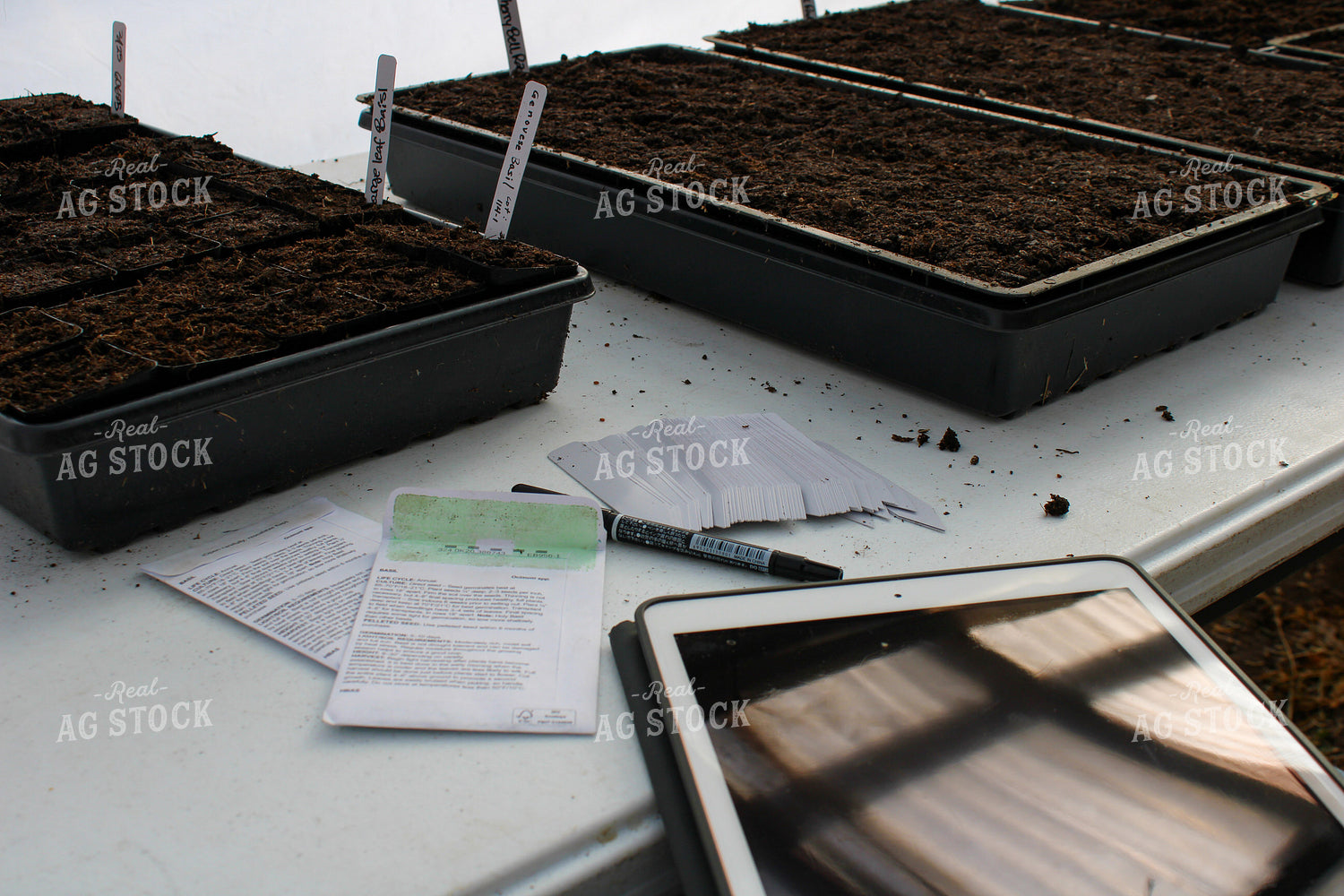 Planting Seeds in Greenhouse 240007