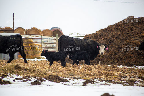 Cow Calf Pairs 155485