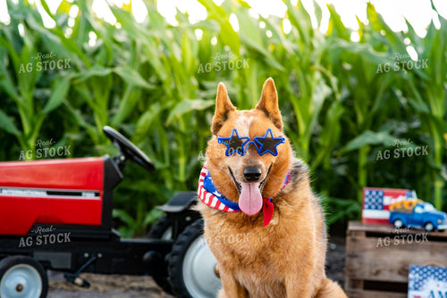 Farm Dog by Pedal Tractor in Midseason Corn Field on Fourth of July 136066
