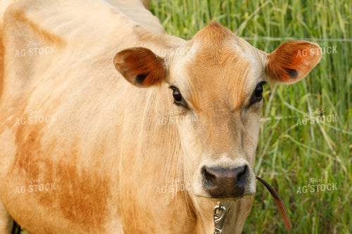 Brown Swiss Cow 145067