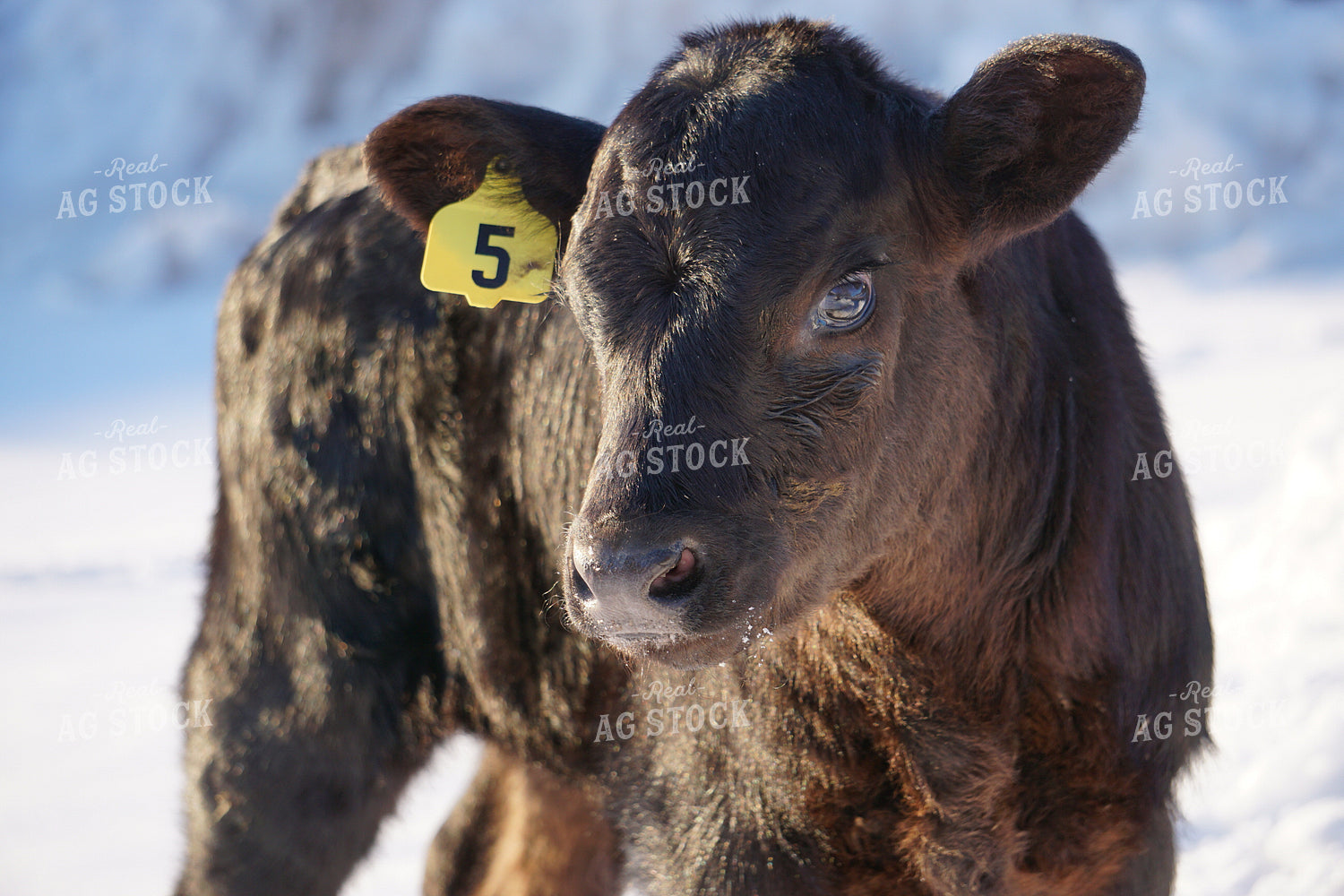 Calf 194003
