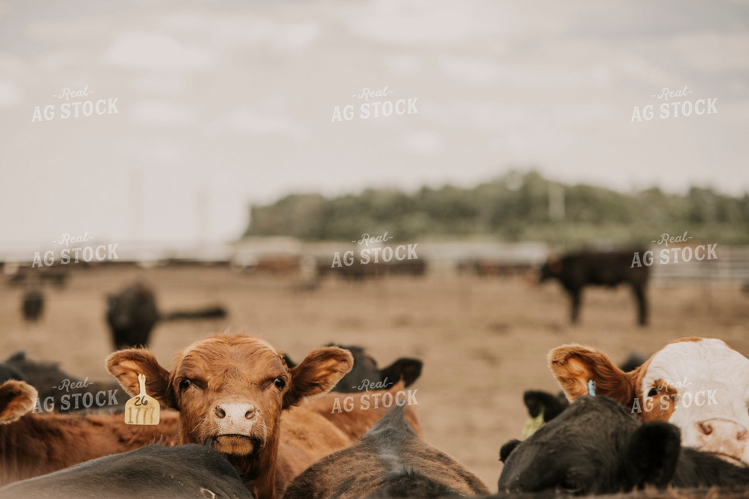 Feedyard 2998