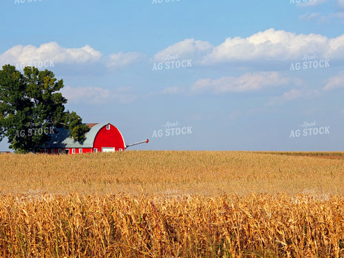 Rural Corn Field Landscape 154044
