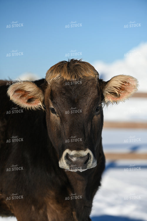 Cow in Pasture 120016