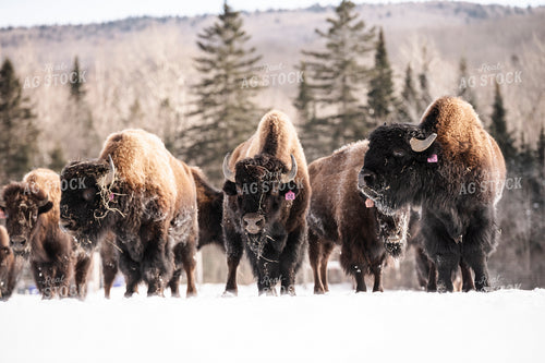 American Bison 195016