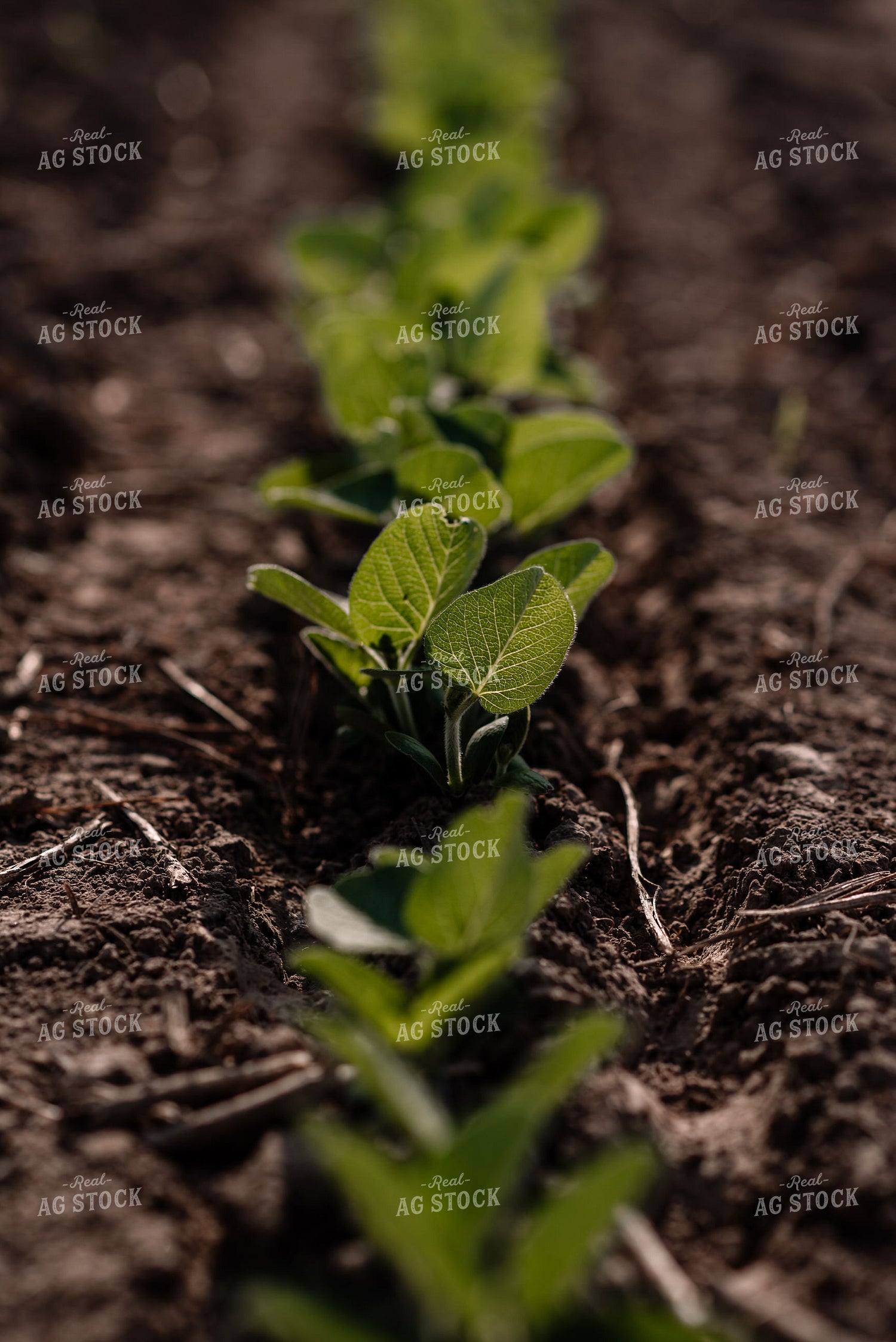 Close Up of Early Growth Soybeans 137015