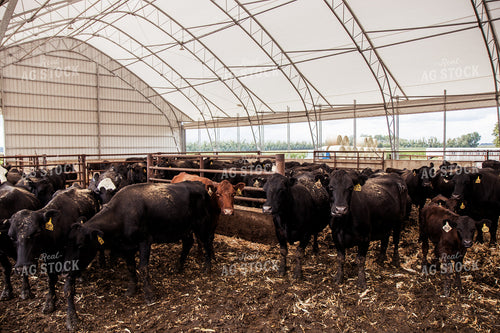 Cow Calf Pairs 67424