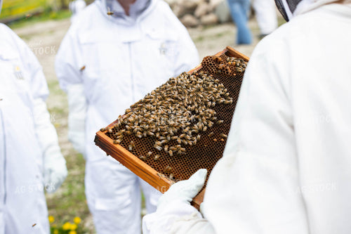 Harvesting Honey 161058