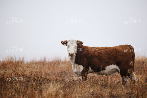 Cattle on Foggy Pasture 219103