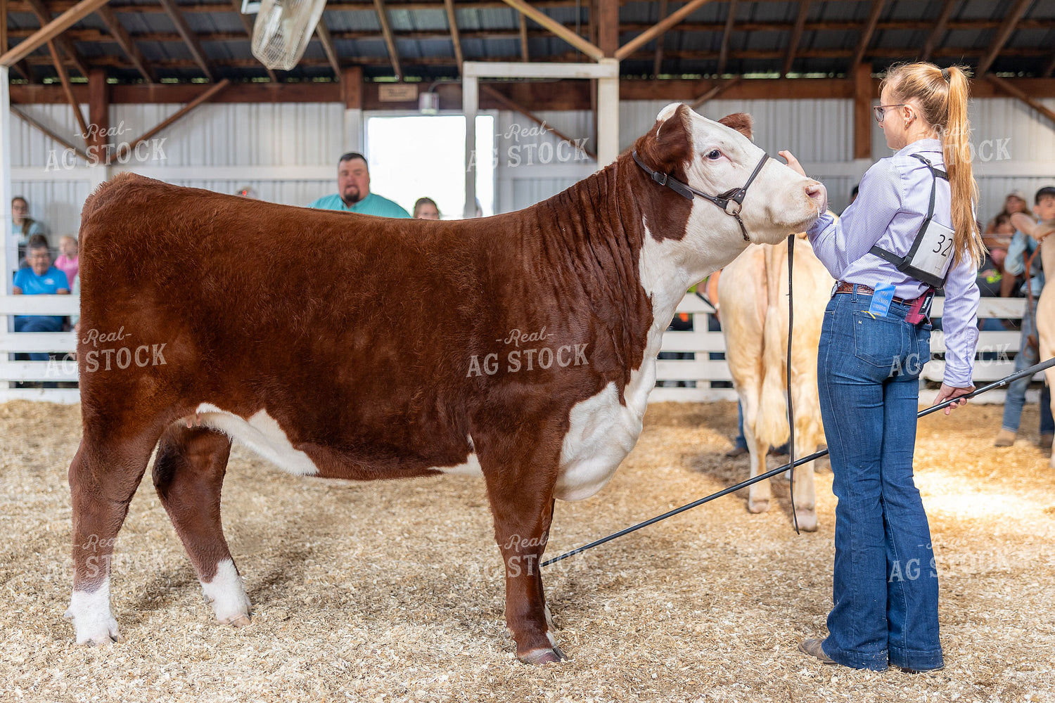 Showing Cattle 194060