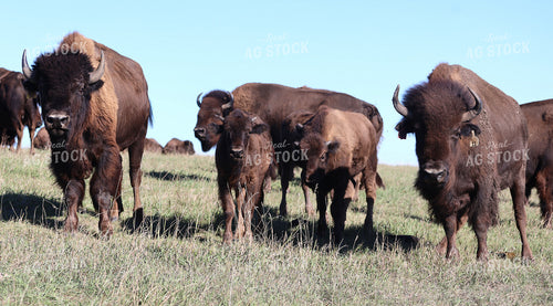 Bison 141793