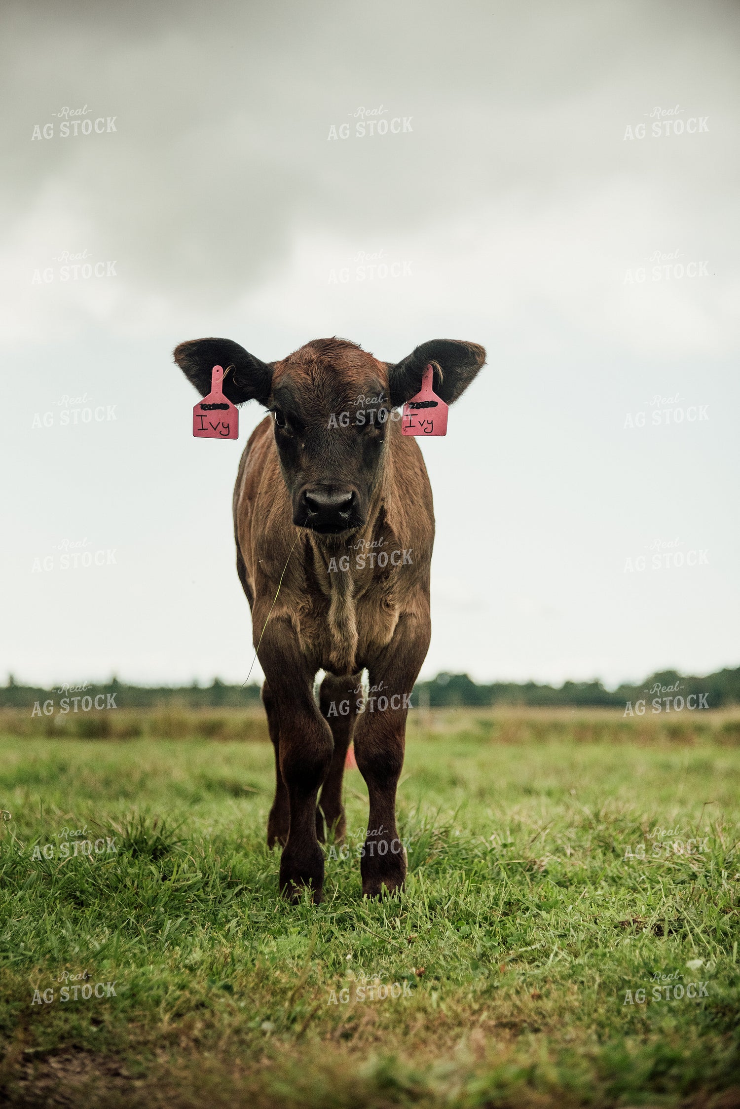 Angus Calf in Pasture 118024
