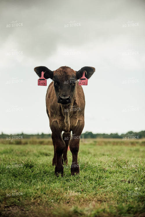 Angus Calf in Pasture 118024