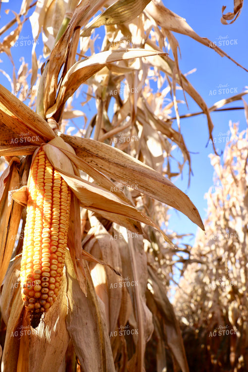 Dried Corn in Field 299102
