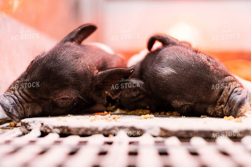 Hampshire Piglets 233017