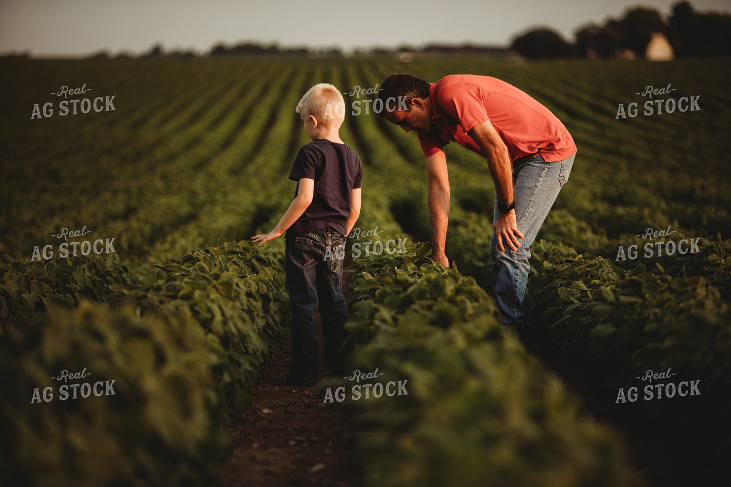 Farmer and Farm Kid Checking Crops in Soybean Field 4599