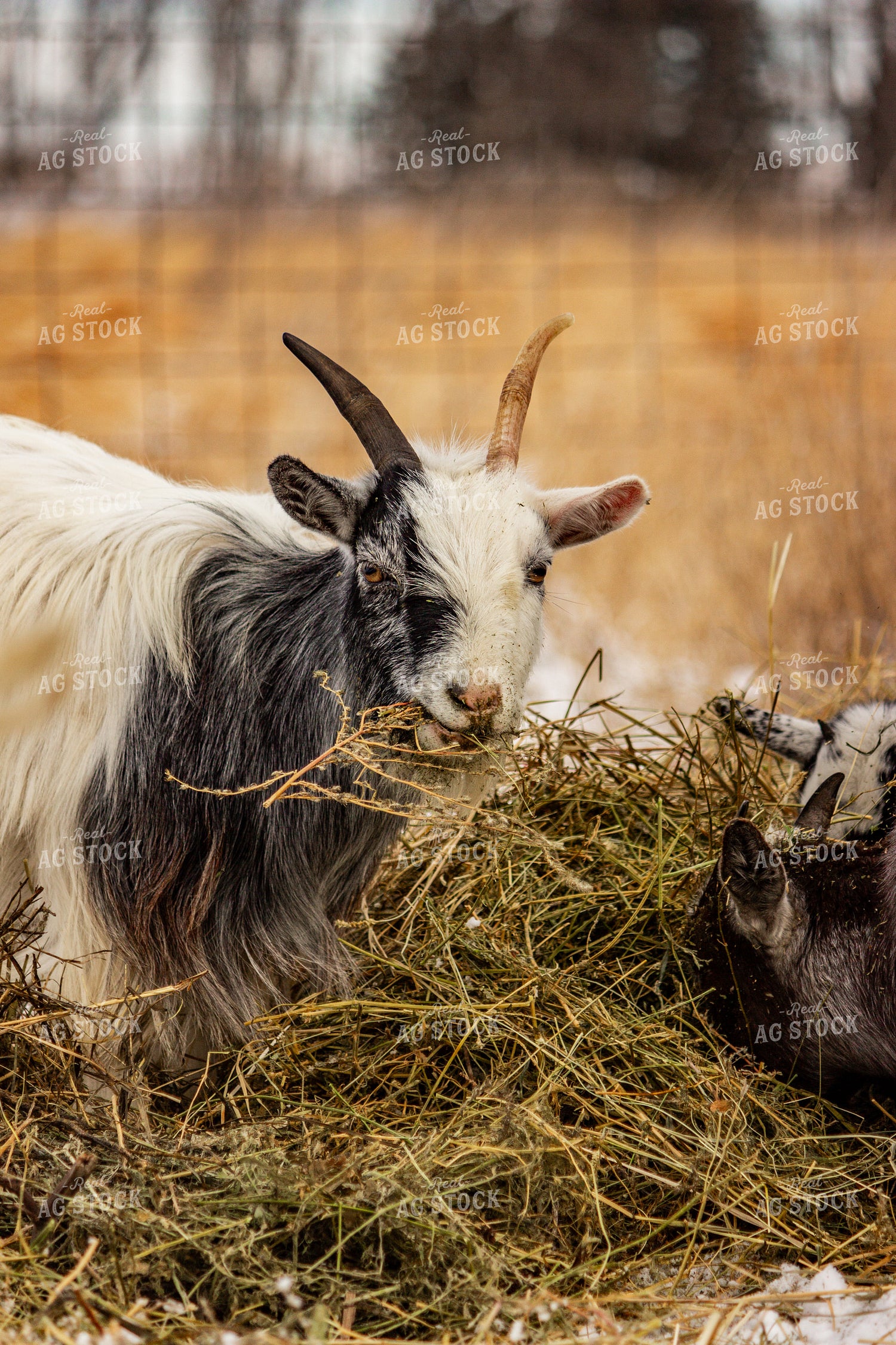 Goat 155091