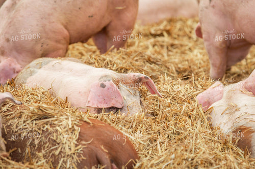 Indoor Pigs 270542