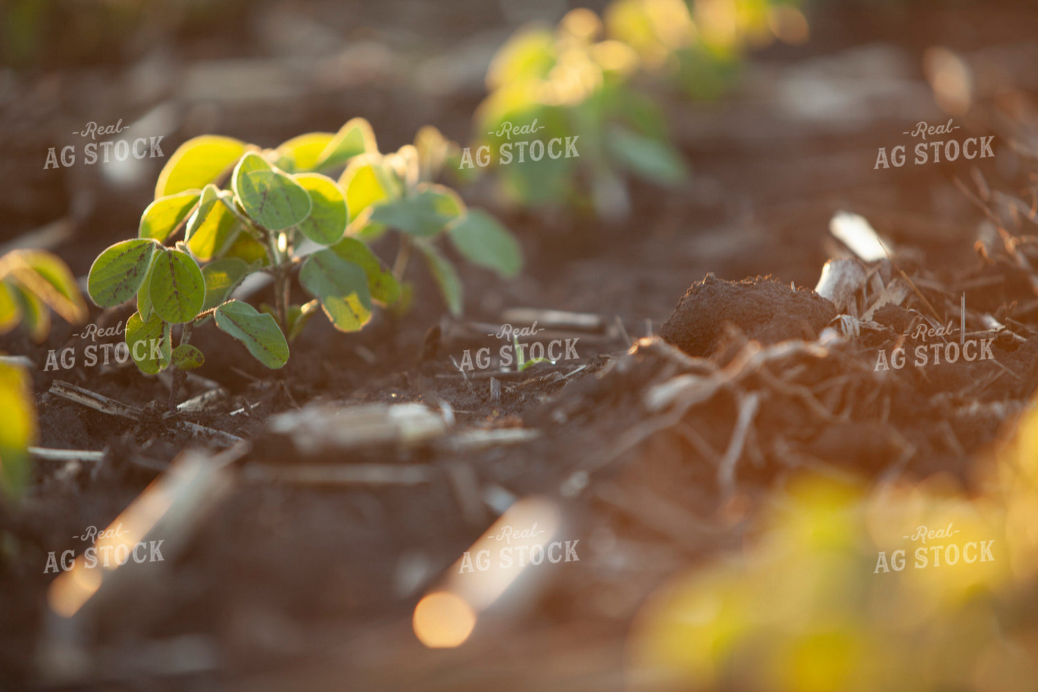 Soybeans - Mid-Season 1515